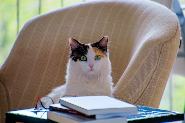 cat reading a book