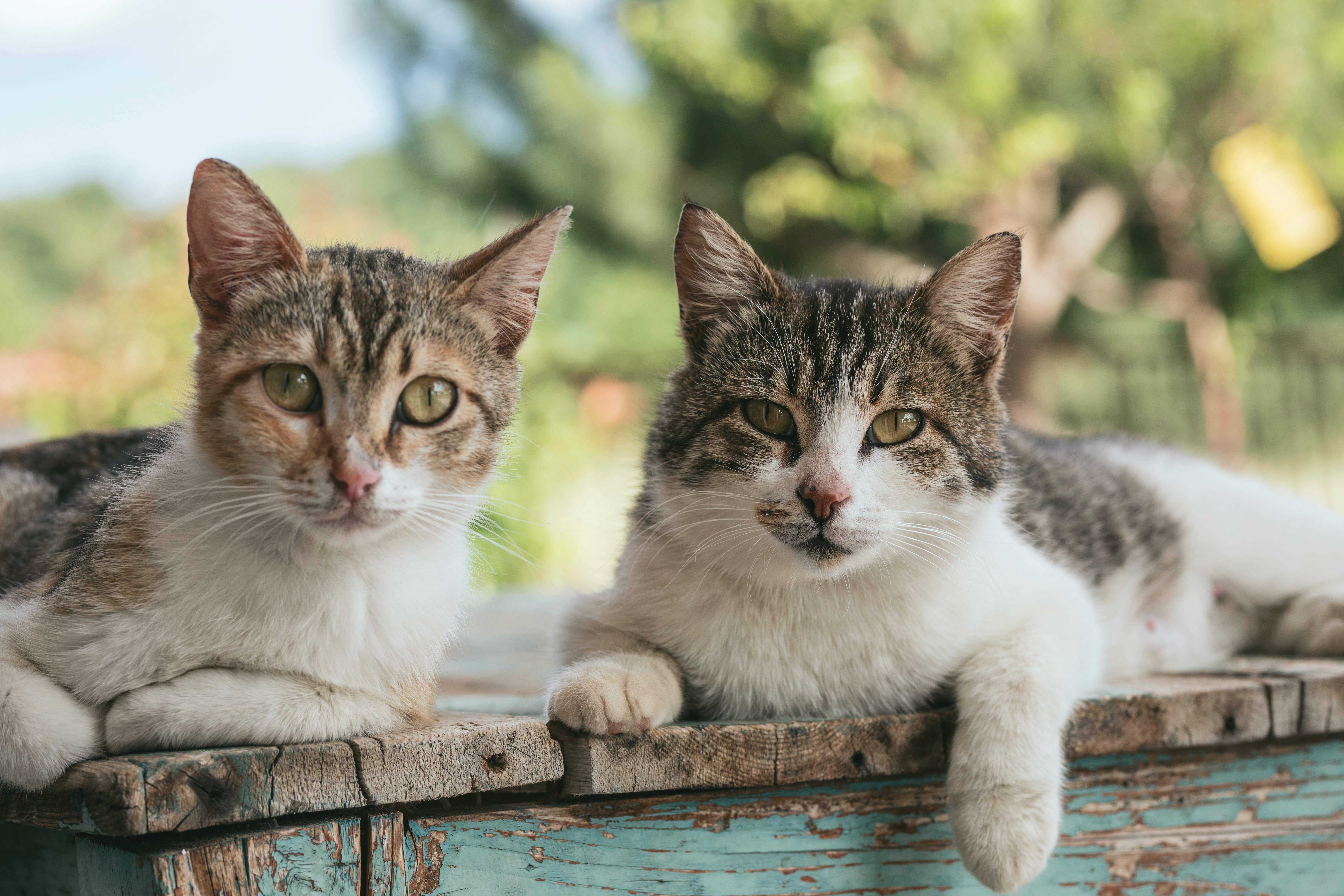 two cats hanging out