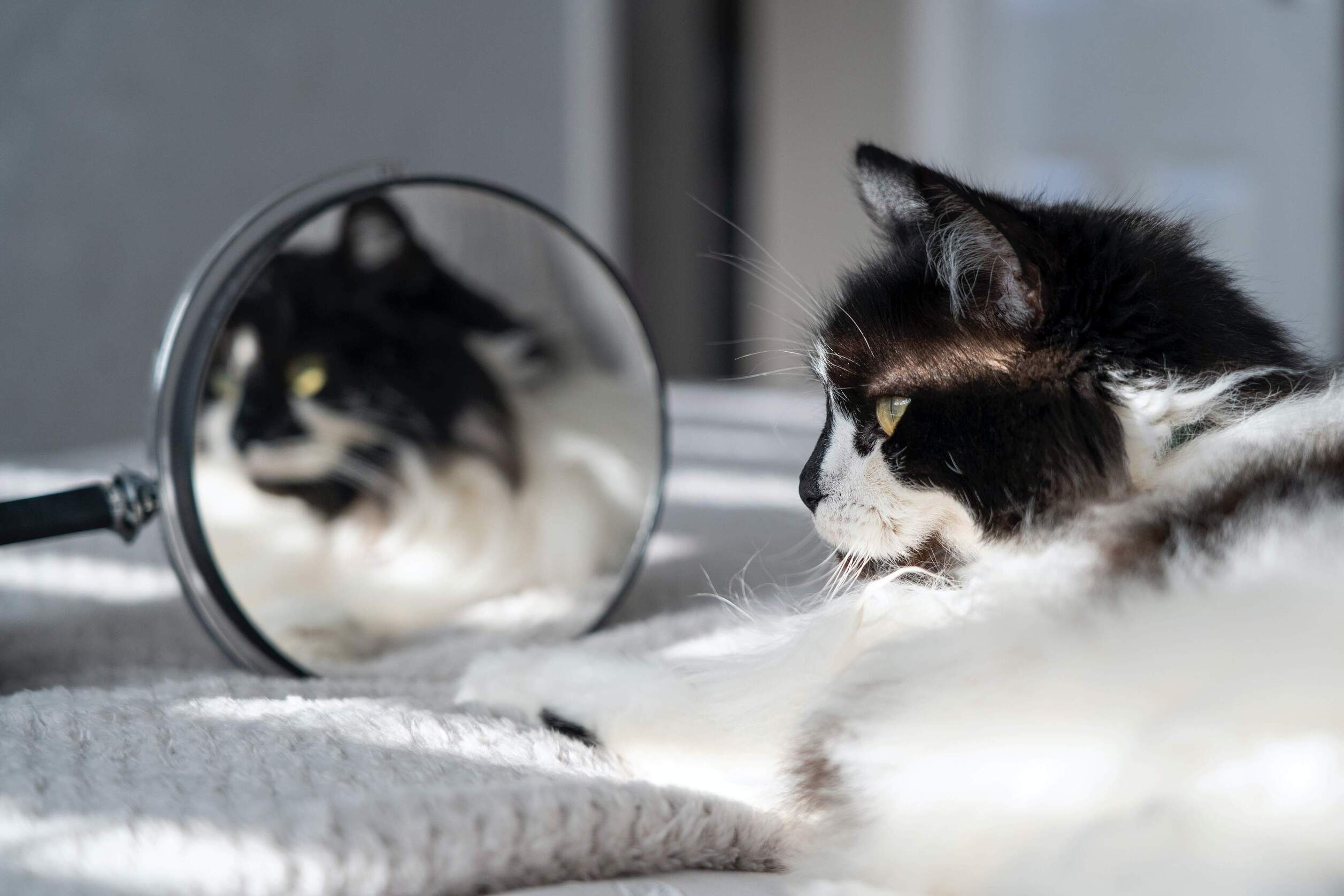 A cat looking to the side, reflected in a round mirror